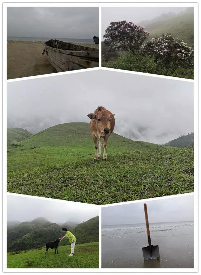 5月1日，陽(yáng)西藍(lán)袍藍(lán)看海，陽(yáng)春雞籠頂?shù)巧劫p高山杜鵑